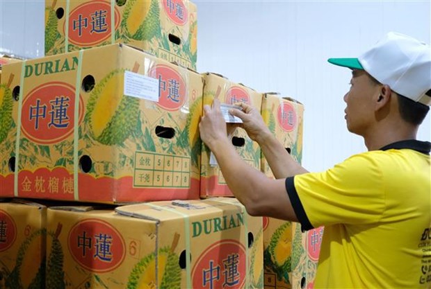 Provincia vietnamita exporta primer lote de durian a China hinh anh 2