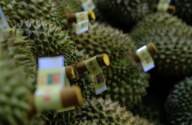 Provincia vietnamita exporta primer lote de durian a China hinh anh 1