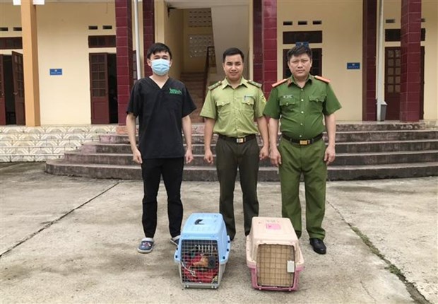 Rescatan en provincia vietnamita animales en peligro de extincion hinh anh 2