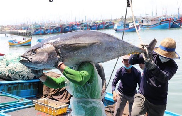 Vietnam refuerza lucha contra pesca ilegal, no declarada y no reglamentada hinh anh 2