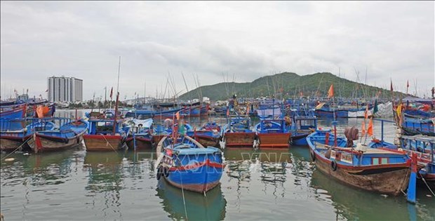 Vietnam acelera los movimientos para combatir la pesca ilegal hinh anh 1