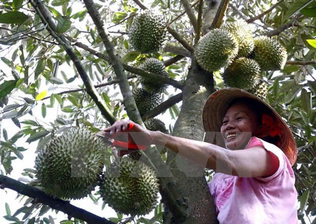 Impulsan la exportacion de durian de Vietnam hinh anh 1