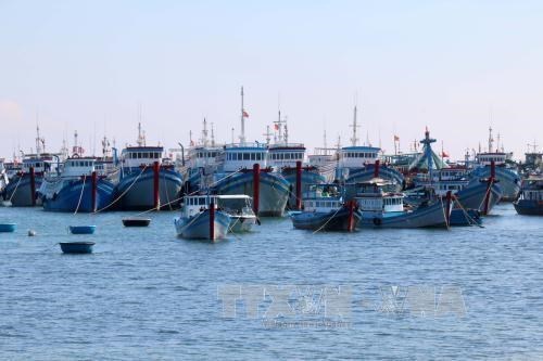 Provincias de Ben Tre y Tra Vinh priorizan el desarrollo maritimo hinh anh 4