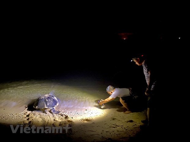 Tortugas marinas en playa de Con Dao reciben asistencia de orgullosas “parteras” hinh anh 1