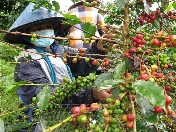 Periodico aleman refleja impacto del cambio climatico para cafe vietnamita hinh anh 1