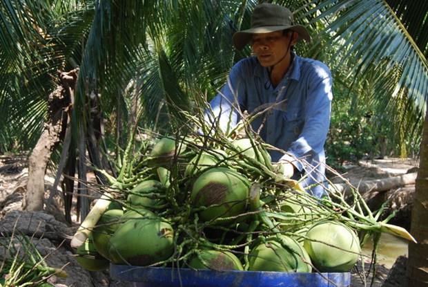 Provincia vietnamita expande el cultivo de coco organico hinh anh 1