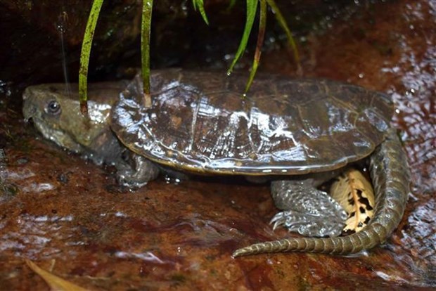Descubren variedades raras de tortugas en Reserva Natural de Vietnam hinh anh 2