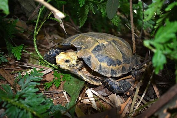 Descubren variedades raras de tortugas en Reserva Natural de Vietnam hinh anh 1