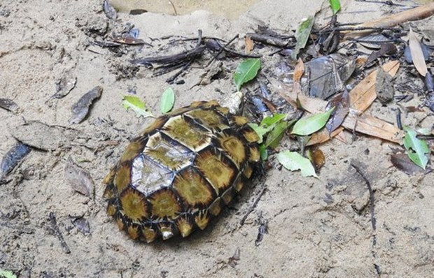 Descubren especie de tortuga grabada en provincia vietnamita de Khanh Hoa hinh anh 1