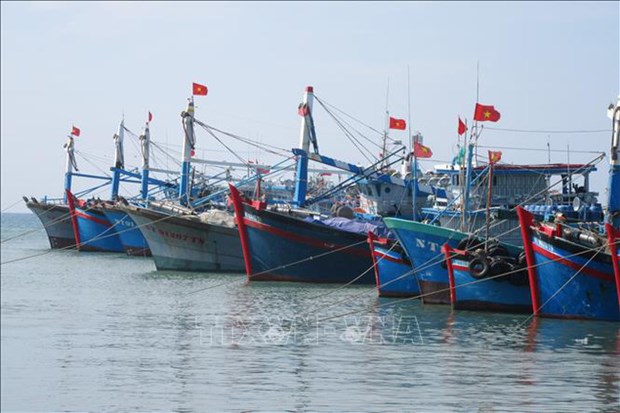 Provincia vietnamita se une a esfuerzos por luchar contra pesca ilegal hinh anh 1