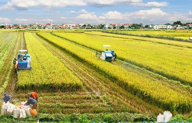 Australia y Vietnam cooperan en desarrollo de nuevas variedades de arroz hinh anh 1