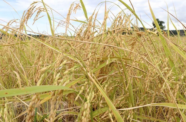 Australia y Vietnam cooperan en desarrollo de nuevas variedades de arroz hinh anh 2