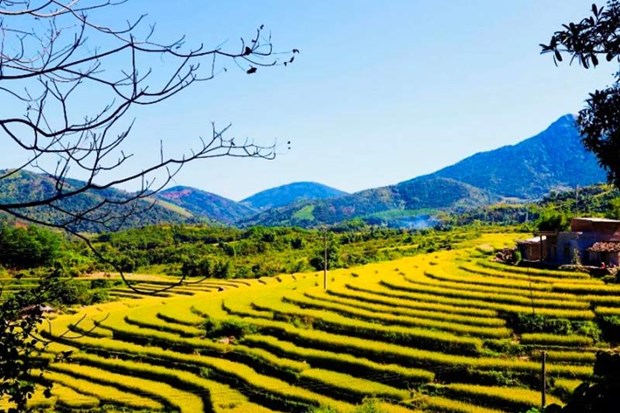 Festival de temporada dorada en provincia vietnamita deleitara a visitantes hinh anh 1