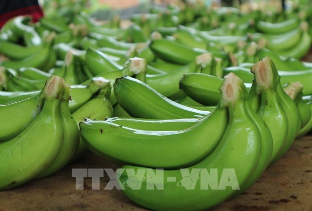 Oportunidades para exportacion de banana vietnamita al mercado chino hinh anh 1