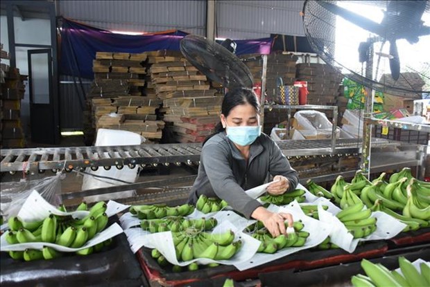 Oportunidades para exportacion de banana vietnamita al mercado chino hinh anh 2
