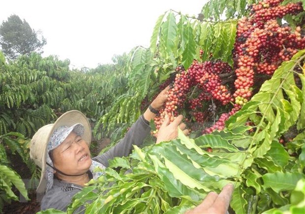 Vietnam y Alemania por impulsar nexos en comercio de cafe hinh anh 1