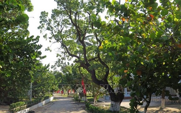 Entregan arboles para reverdecer distrito insular vietnamita de Truong Sa hinh anh 1