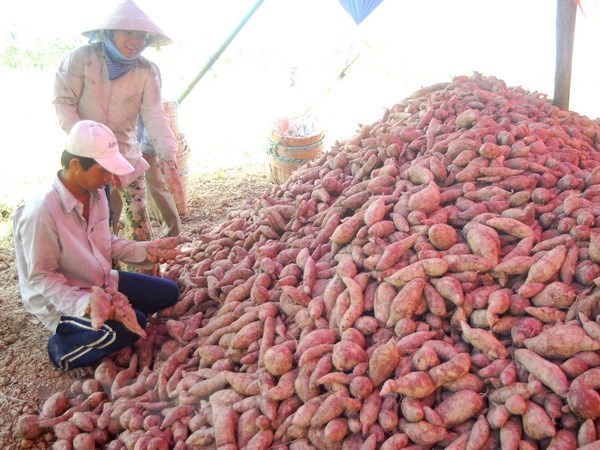 Batatas y nidos de golondrinas vietnamitas se exportan oficialmente a China hinh anh 1