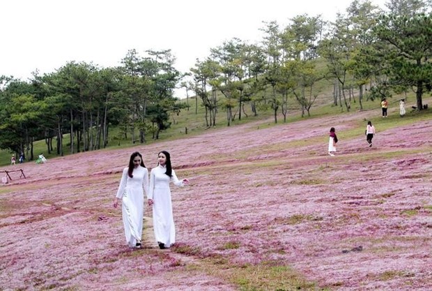 Efectuaran Festival de hierbas rosadas de Lang Biang hinh anh 1
