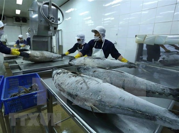 Exportaciones de atun de Vietnam registran crecimiento impresionante hinh anh 1