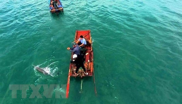 Rescatan delfin varado en el distrito costero vietnamita hinh anh 1