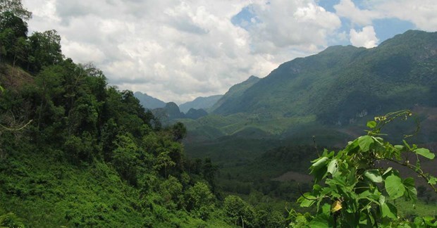 Laos apunta a aumentar la cobertura forestal al 70 por ciento para 2035 hinh anh 1