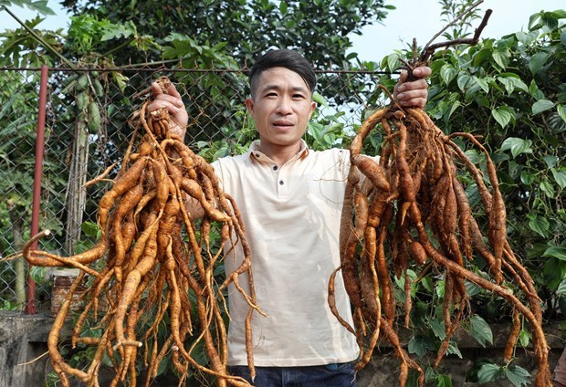Bac Giang fortalece productos agricolas tipicos y de fortaleza hinh anh 2