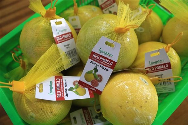 Provincia vietnamita envia primer lote de pomelo rojo a Reino Unido hinh anh 1