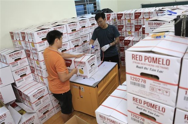Provincia vietnamita envia primer lote de pomelo rojo a Reino Unido hinh anh 2