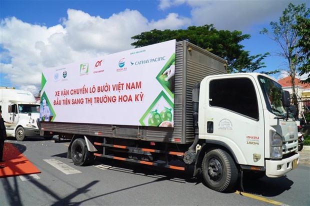 Provincia vietnamita exporta primer lote de pomelo a Estados Unidos hinh anh 2
