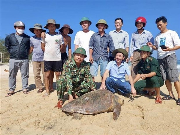 Liberan en habitat maritimo de Vietnam a especie de tortuga marina rara hinh anh 2