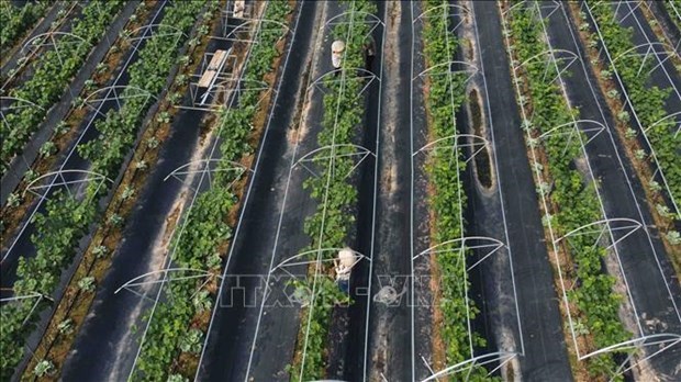 Hanoi promueve produccion agricola de alta tecnologia hinh anh 1