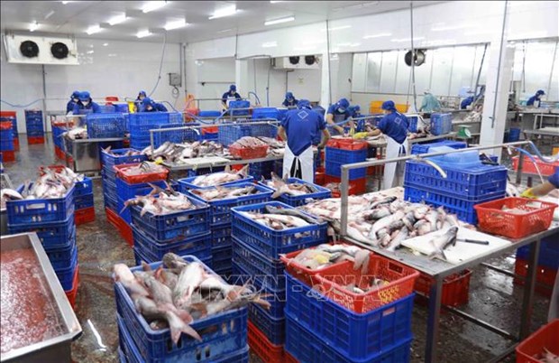 Exportaciones acuicolas de Vietnam superan los 10 mil millones de dolares hinh anh 2