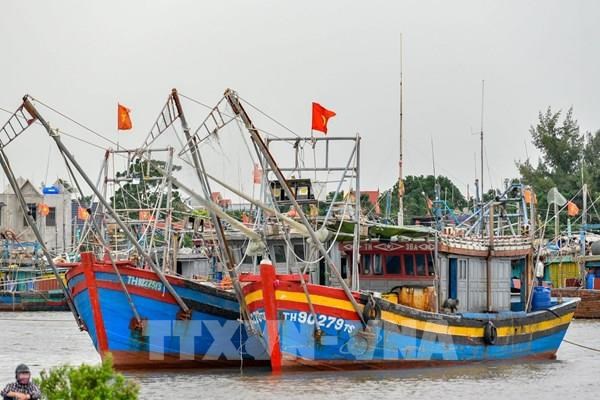 Listado publico de pesqueros con riesgo de infringir en pesca ilegal hinh anh 1