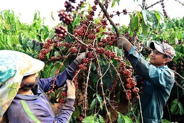 Vietnam proyecta desarrollar industria cafetera con sostenibilidad hinh anh 1