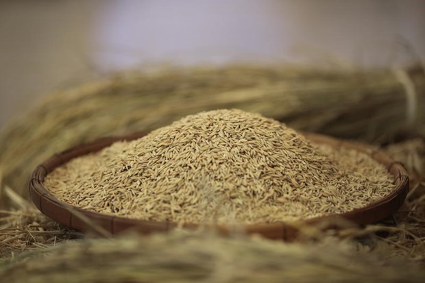 Tailandia podria ocupar segundo lugar en exportaciones de arroz este ano hinh anh 1