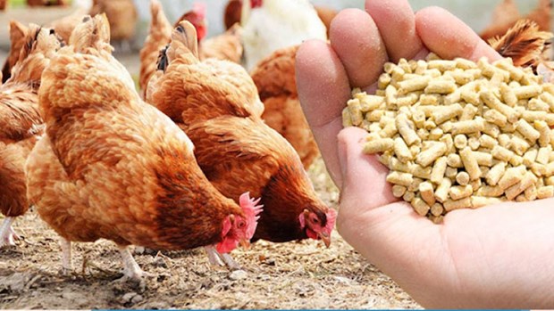 Vietnam recauda 361 millones de dolares por exportacion de productos avicolas hinh anh 1