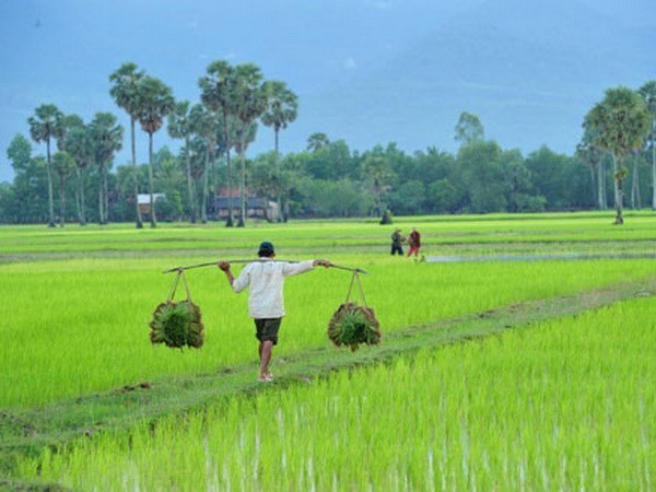 Banco Asiatico ayuda a Camboya a garantizar seguridad alimentaria hinh anh 1