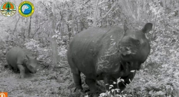 Indonesia da bienvenida a crias de rinoceronte de Java hinh anh 1