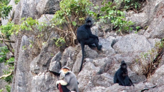 Descubren especies de primates raros en provincia vietnamita hinh anh 1