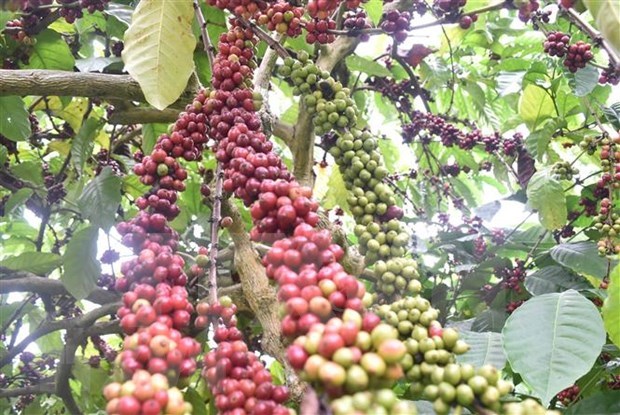 Tailandia planea extender areas de cultivo de cafe hinh anh 1