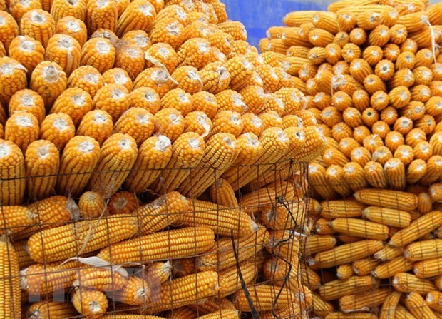 Indonesia exportara maiz a Vietnam, Filipinas y Malasia hinh anh 1