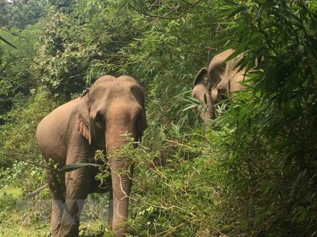Provincia vietnamita por proteger habitat de elefantes hinh anh 1
