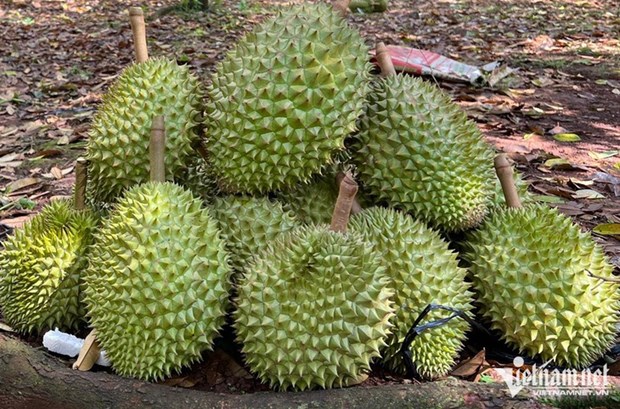 Siguen aumentando exportaciones de durian vietnamita a China hinh anh 1