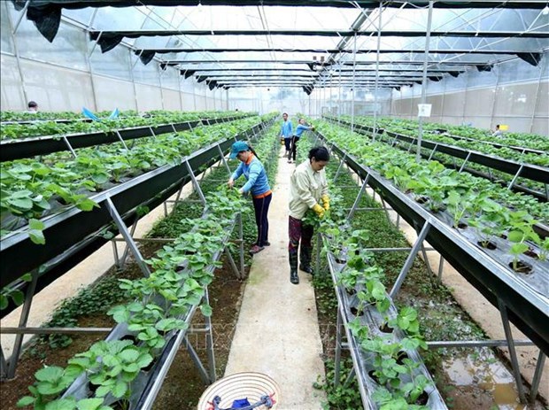 Vietnam por elevar contribucion de tecnologia e innovacion al crecimiento agricola hinh anh 2