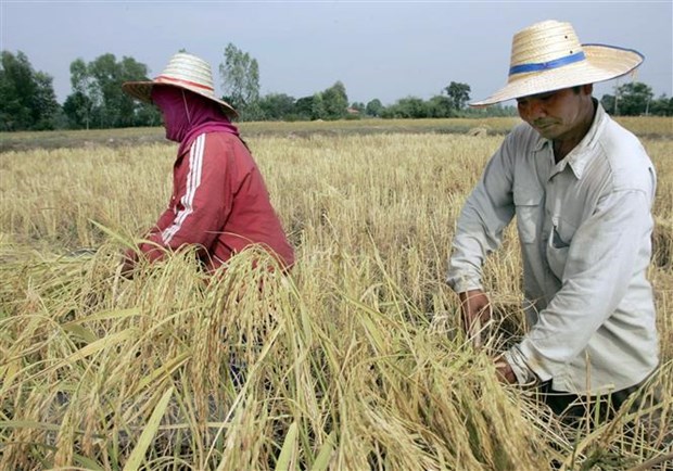 Exportaciones de arroz de Tailandia superan objetivo trazado hinh anh 1