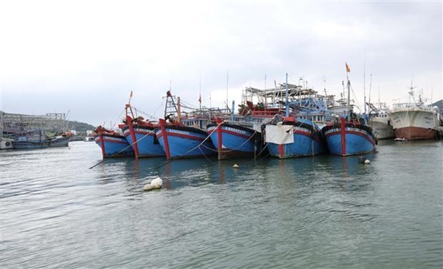 Provincia vietnamita por explotar 124 mil toneladas de productos maritimos en 2023 hinh anh 1