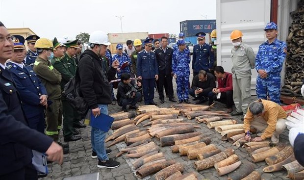 Incautan casi media tonelada de marfil de contrabando en provincia vietnamita hinh anh 2
