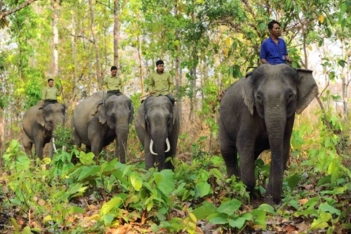 Elefante domestico sera llevado al Parque Nacional Yok Don de Vietnam hinh anh 1