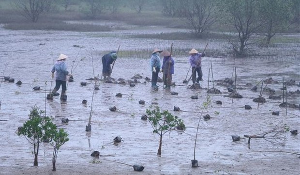 Lanzan proyecto de restauracion de manglares en Vietnam financiado por Corea del Sur hinh anh 1